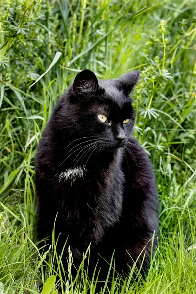 Black cat relaxing in the grass — Stock Photo, Image