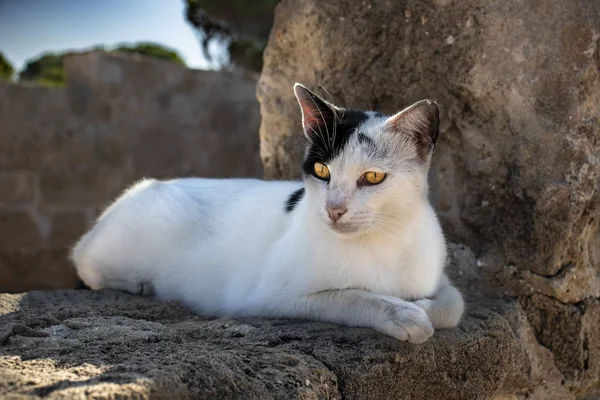 Cat guardian tombs of the kings in paphos on cyprus — Stock Photo, Image