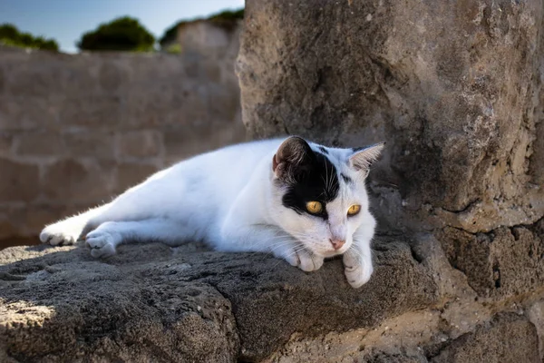 Gato guardián tumbas de los reyes en paphos en cyprus —  Fotos de Stock