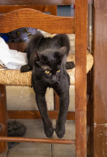 Gato preto na cadeira — Fotografia de Stock
