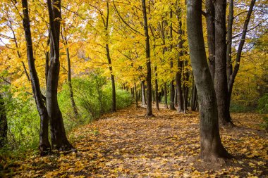 Sonbahar ormana düşmüş yaprakları ile.