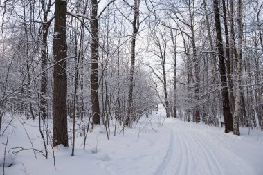 Kar kış soğuk ormanı.