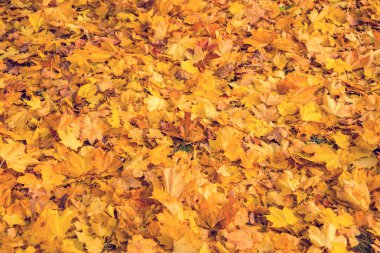 güzel altın sonbahar orman