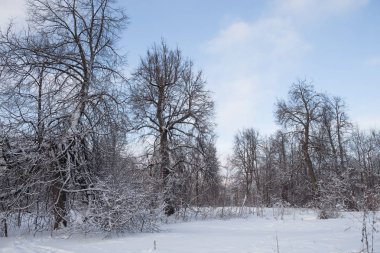 Kar kış soğuk ormanı.