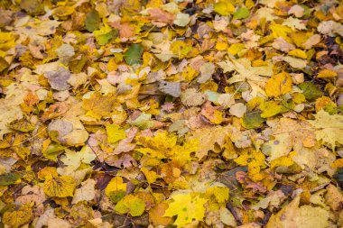 güzel altın sonbahar orman