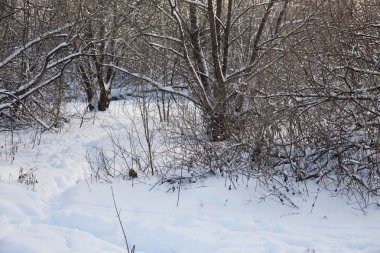 Kar kış soğuk ormanı.