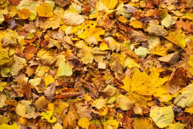 güzel altın sonbahar orman