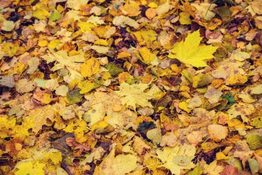 güzel altın sonbahar orman