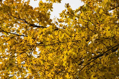 Akçaağaç yaprakları sonbahar enfekte.