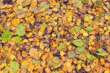 güzel altın sonbahar orman