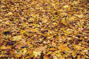 güzel altın sonbahar orman