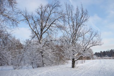 Kar kış soğuk ormanı.