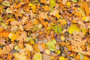 güzel altın sonbahar orman