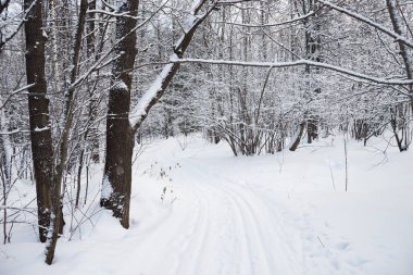 Kar kış soğuk ormanı.