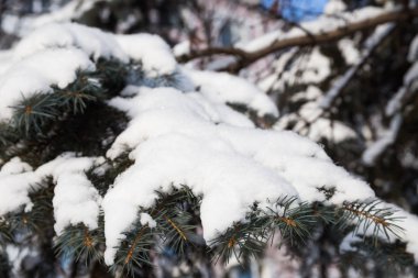 Kar kış soğuk ormanı.