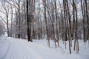 Kar kış soğuk ormanı.
