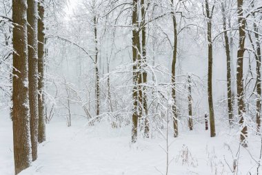 Kış orman şiddetli kar yağışı sonra