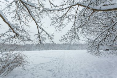 Kış orman şiddetli kar yağışı sonra