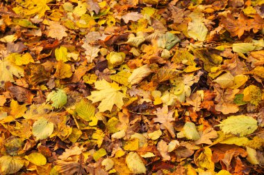 güzel altın sonbahar orman