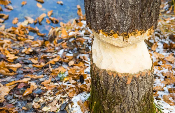 Fine Autunno Nella Tenuta Abramtsevo Russia Mosca — Foto Stock