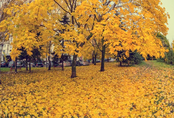 Krásné Zlaté Podzimní Les — Stock fotografie