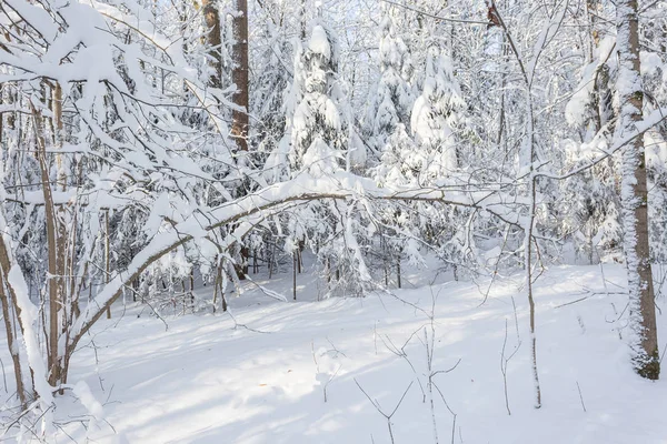 Güzel kış manzara soğuk güneşli bir