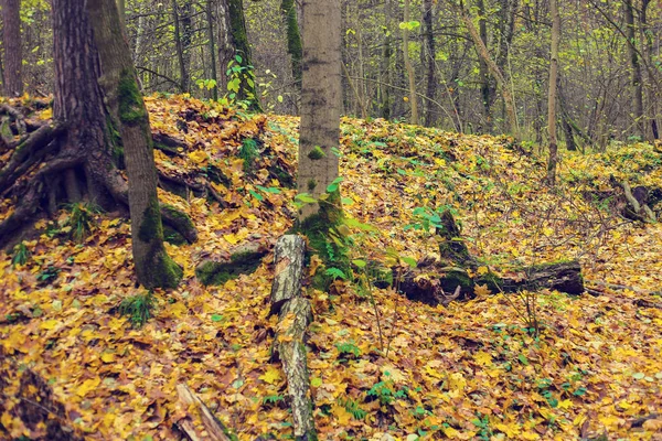 Indah Emas Musim Gugur Hutan — Stok Foto