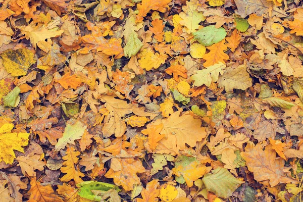 güzel altın sonbahar orman