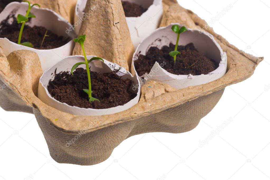 Seedlings in eggshells and packaging
