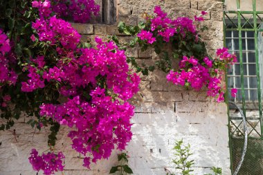Krits köyü ağaçta pembe çiçekler. Yunanistan. 