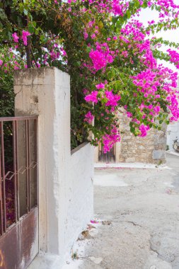 Krits köyü ağaçta pembe begonviller çiçekler. Yunanistan. 