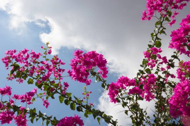Krits köyü ağaçta pembe çiçekler. Yunanistan. 