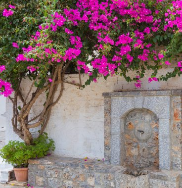 Krits köyü ağaçta pembe begonviller çiçekler. Yunanistan. 