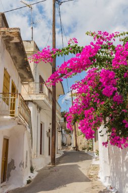 Krits köyü ağaçta pembe begonviller çiçekler. Yunanistan. 