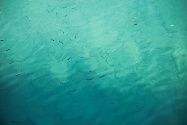 Blue Sea Fish — Stock Photo, Image