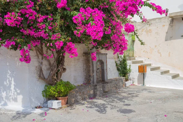 Pink Bougainvillea Flowers Tree Village Krits Greece — Stock Photo, Image