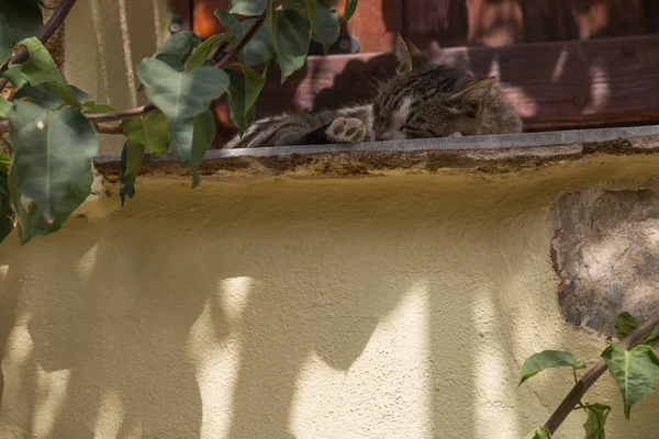 Die Katze Schläft Schatten — Stockfoto