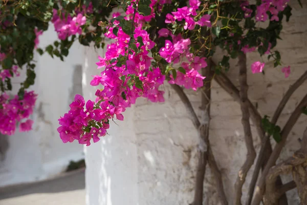 Pink flowers on a tree in the village of Krits. Greece.