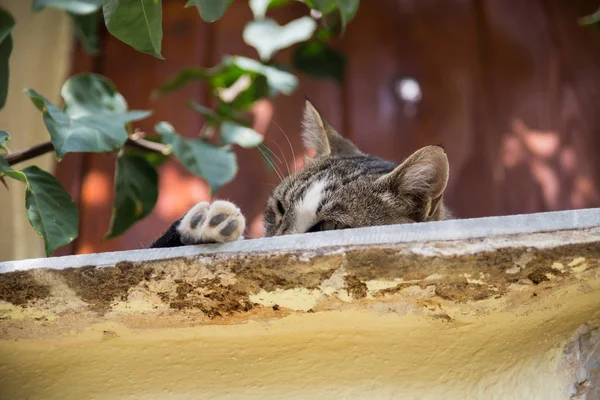 Gato Está Dormindo Sombra — Fotografia de Stock