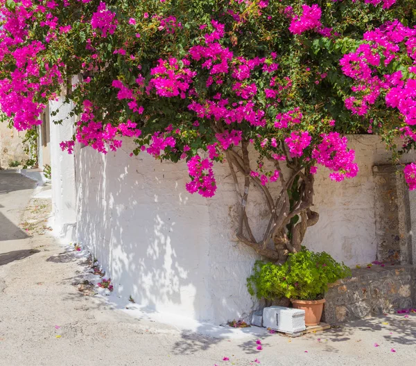 Pink bougainvillea flowers on a tree in the village of Krits. Greece.