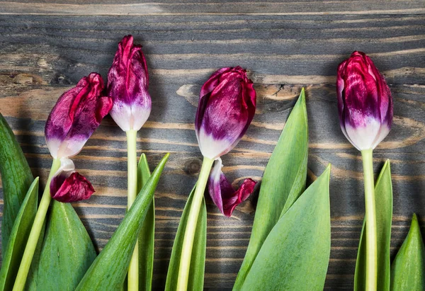 Tulips Wooden Background — Stock Photo, Image