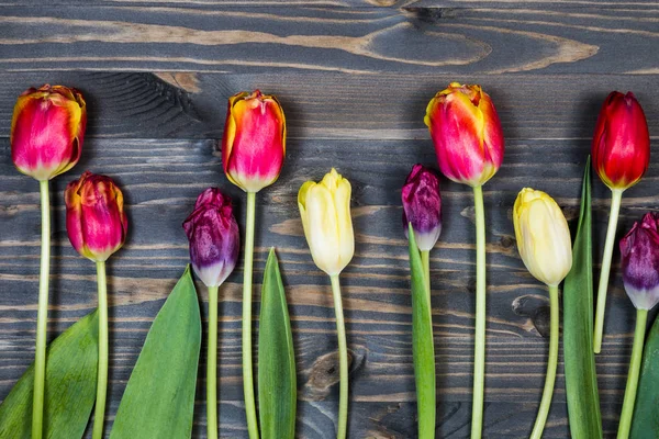 Tulipanes Sobre Fondo Madera —  Fotos de Stock