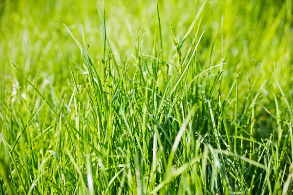 Green Grass Sunlight — Stock Photo, Image