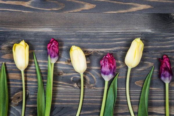 Tulipanes Sobre Fondo Madera —  Fotos de Stock