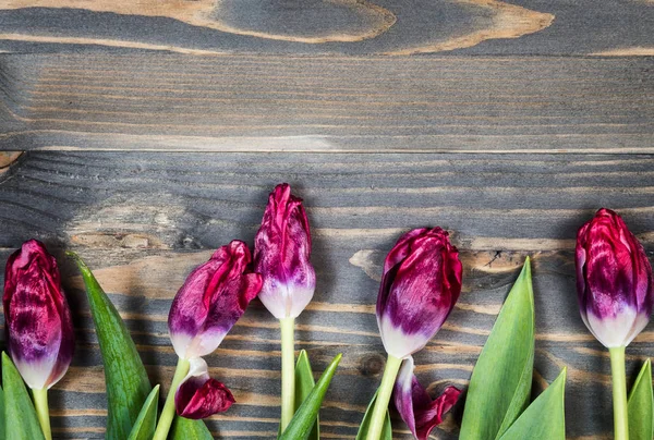 Tulips Wooden Background — Stock Photo, Image