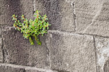 Barcelona, İspanya'rocksl tatili bir bitki