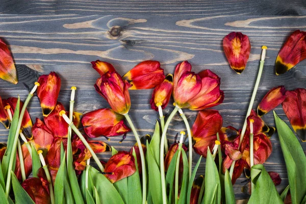 Tulipanes Sobre Fondo Madera —  Fotos de Stock