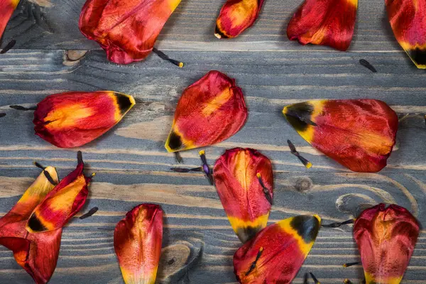Tulpen Auf Holzgrund — Stockfoto
