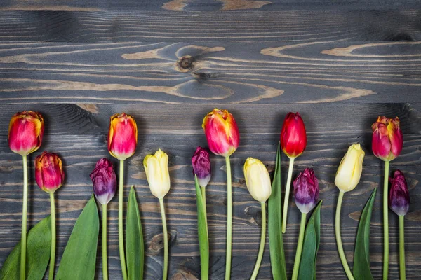 Tulipanes Sobre Fondo Madera — Foto de Stock