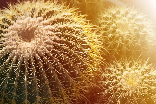 Cactus Bij Zonsondergang Closup View — Stockfoto
